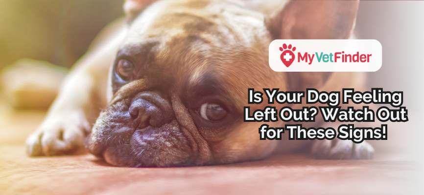 how do you tell if a dog has been neglected